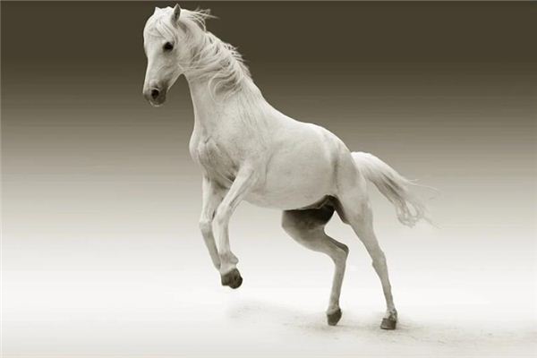 屬馬的是什麼年份生的_十二生肖