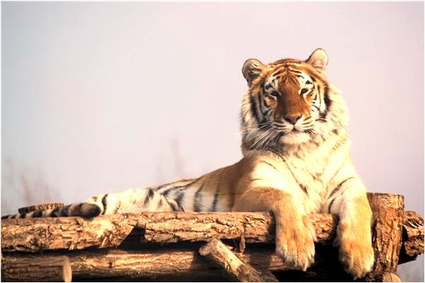 夢到了自戒指丟了是什麼預兆_周公解夢官網