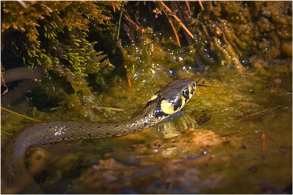 夢到了黑白無常趕路怎么樣_周公解夢官網