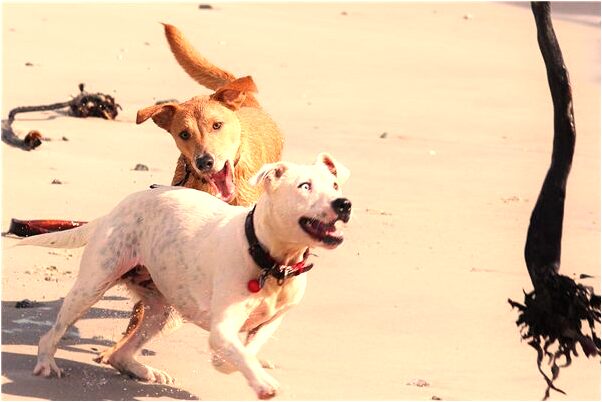 夢見手掌被砍好不好_周公解夢官網