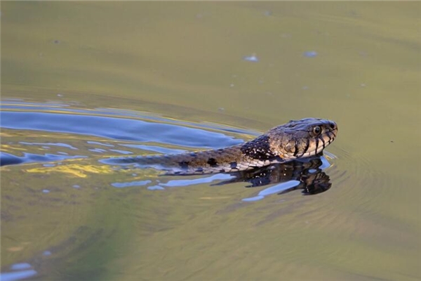 夢見被蛇咬了一口是什麼意思_周公解夢