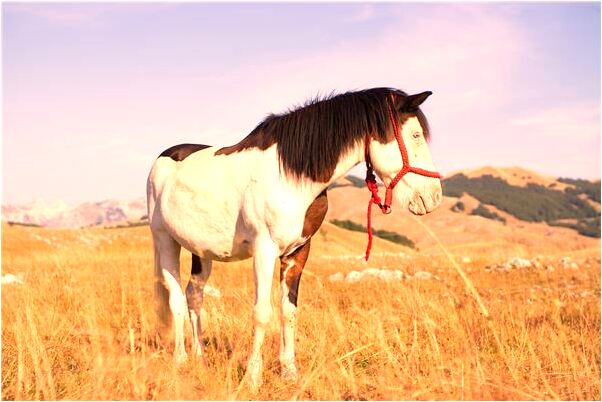 夢到了黑狗追怎么回事_周公解夢官網