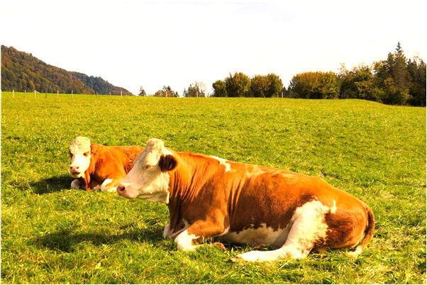 夢到挖掘上代嗯墳墓意味什麼_周公解夢官網