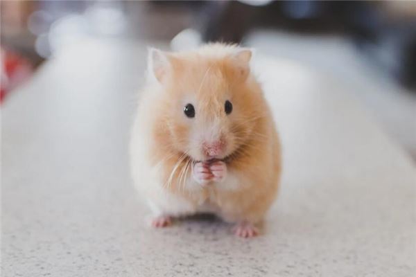 夢見床上有老鼠_周公解夢