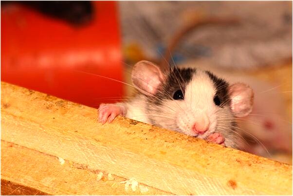 夢到和兩隻狗玩耍是啥預兆_周公解夢官網