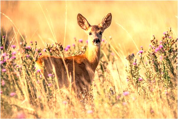 夢到了家族去旅遊是咋回事_周公解夢官網