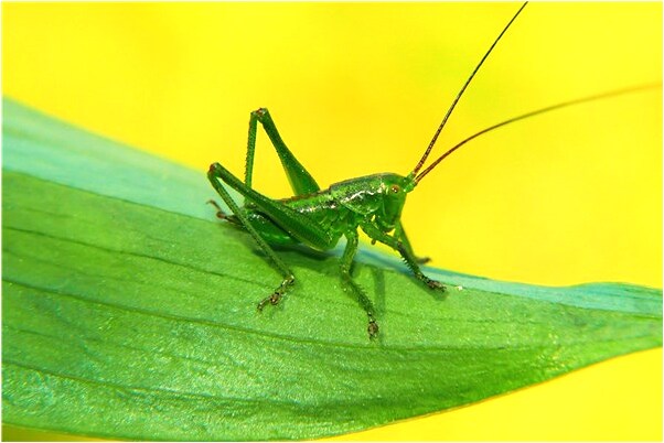 夢見滿地拖鞋是啥意思_周公解夢官網