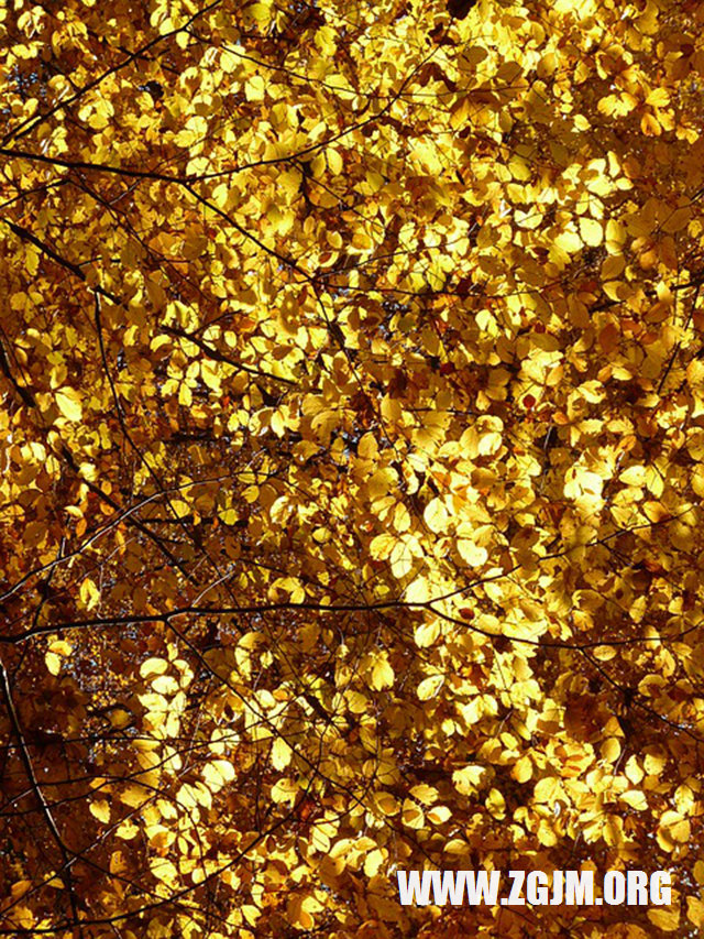 夢見用手接大便_周公解夢夢到用手接大便是什麼意思_做夢夢見用手接大便好不好_周公解夢官網