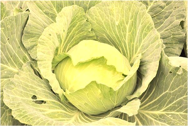 夢到很多無頭黑白蛇怎么說_周公解夢官網