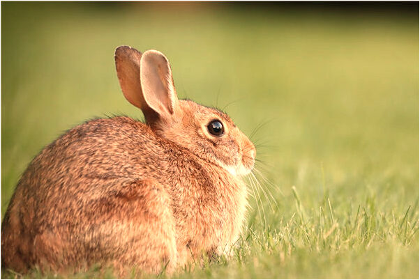 夢到有好多菜種子有什麼預兆_周公解夢官網