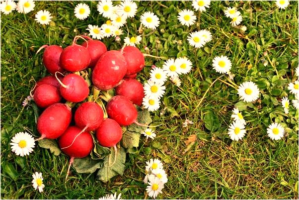 夢見吃裡面有素菜的饅頭意味著什麼_周公解夢官網