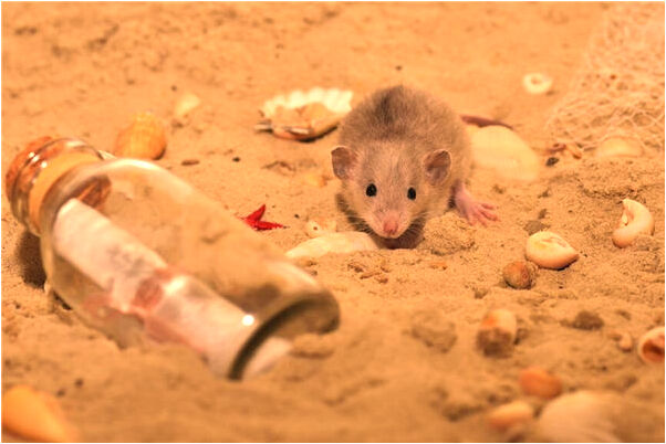 夢到寺院廟堂是怎么回事_周公解夢官網