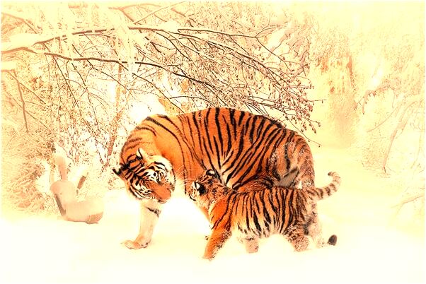 夢到了父親皮膚病發作是怎么回事_周公解夢官網