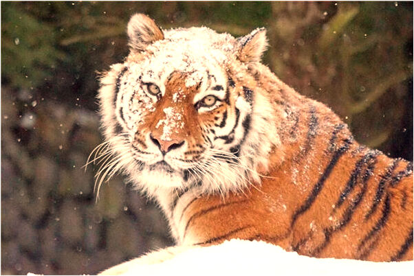 夢見小黑狗咬我手但沒咬破是凶兆還是吉兆_周公解夢官網