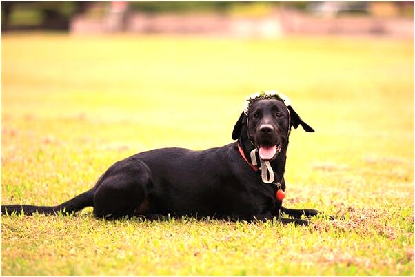 夢見江西省撫州市軍峰大酒店是凶兆還是吉兆_周公解夢官網