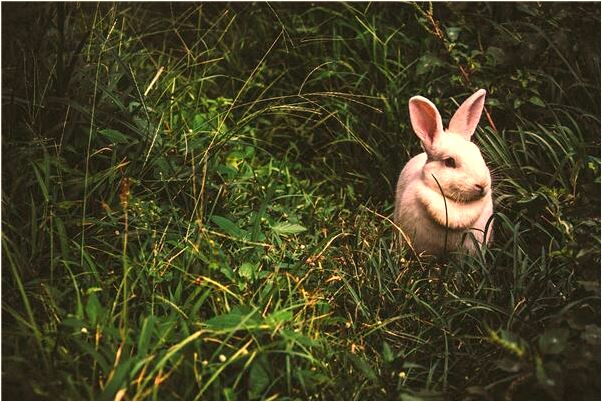 夢見自己大兒子是什麼徵兆_周公解夢官網