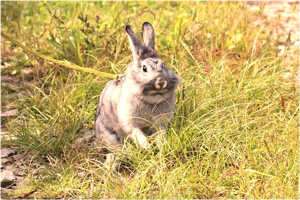 夢到蓋被子的屍體是咋回事_周公解夢官網