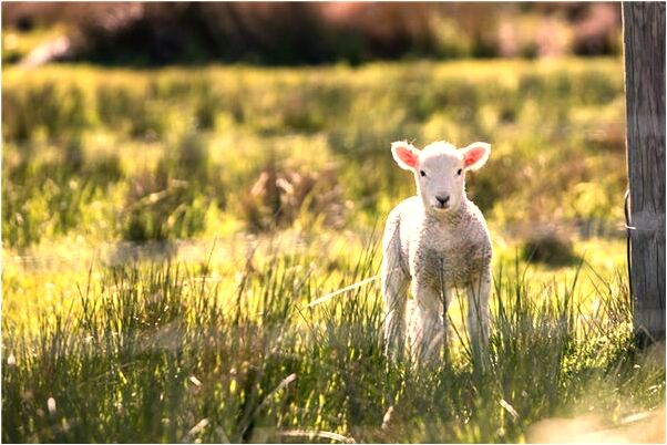 夢見被以前的老師追是什麼預兆_周公解夢官網