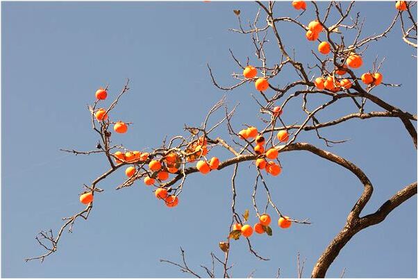 夢到在探水塘深度是咋回事_周公解夢官網