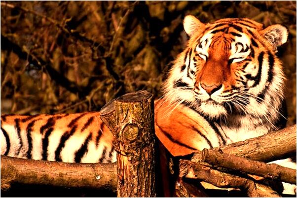 夢到了老公離開我是什麼意思_周公解夢官網