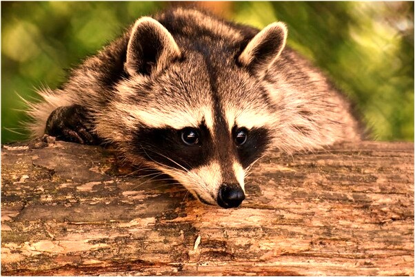 夢到我喝老公的尿意味著什麼_周公解夢官網