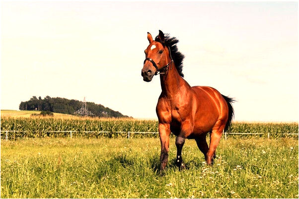 夢見在商店發現自己的物品會有什麼預兆_周公解夢官網