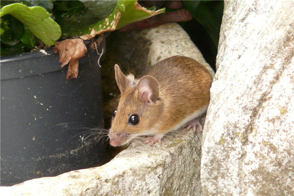 鼠屬相的人性格特徵_十二生肖