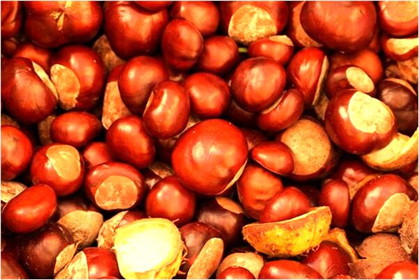 夢到了馬和老虎趴在我家樓梯上意味著什麼_周公解夢官網