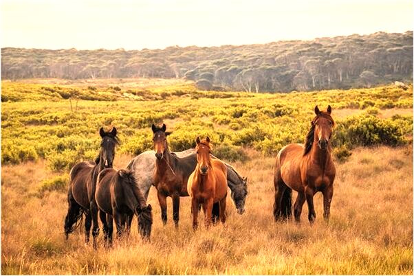 夢到了房頂上長結子什麼寓意_周公解夢官網
