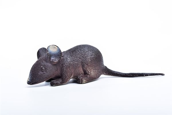 九幾年屬鼠的是哪一年_十二生肖