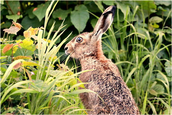 夢到了摟大白蛇睡覺是不是好的徵兆呢_周公解夢官網