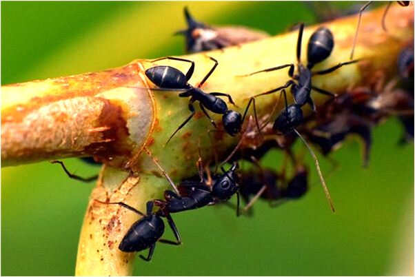 夢到在廚房煮東西好不好_周公解夢官網