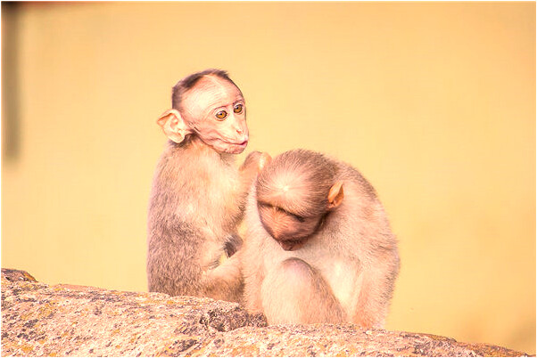 夢見朋友送自己兩匹駿馬是不是好的徵兆呢_周公解夢官網