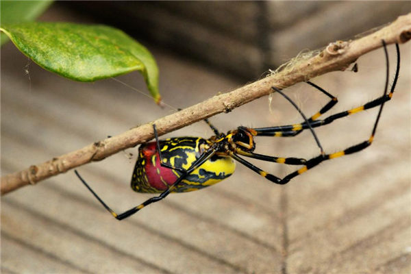 夢見屋子裡成群的蜘蛛_周公解夢