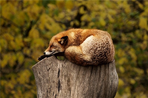 夢到和動物睡覺是什麼意思？_周公解夢