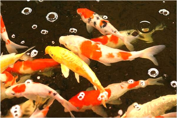 夢到半夜十二點有人敲門是啥意思_周公解夢官網