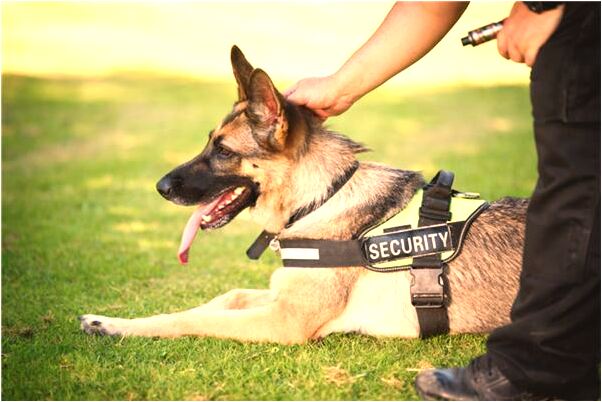 夢到桃樹幹裡面乾枯了是什麼意思？_周公解夢官網