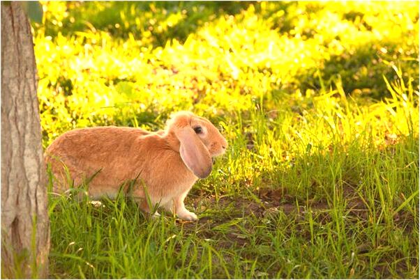 夢到了樹上結滿了香瓜會是什麼預兆_周公解夢官網
