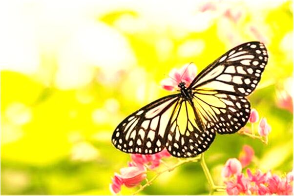 夢到了手錶壞了手流血了會怎么樣_周公解夢官網