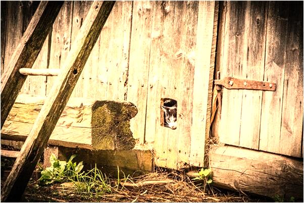 夢到狗跑到我的床上是啥意思_周公解夢官網