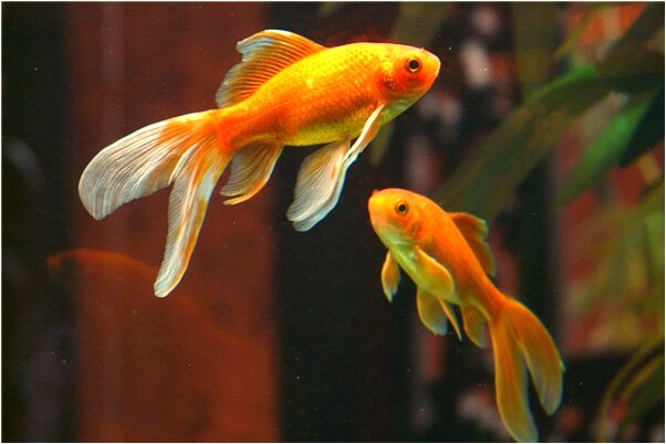 夢到了路邊長著好多黃瓜跟茄子是啥意思_周公解夢官網