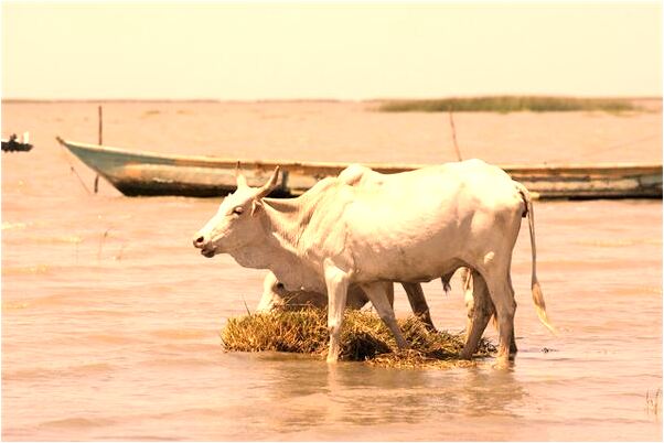 夢到了泥濘與陌生人與狗是不是好的徵兆呢_周公解夢官網