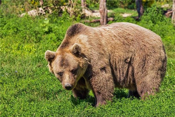 夢到熊是什麼意思_周公解夢