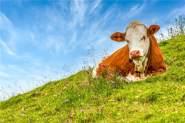 1985年是屬什麼屬相_十二生肖