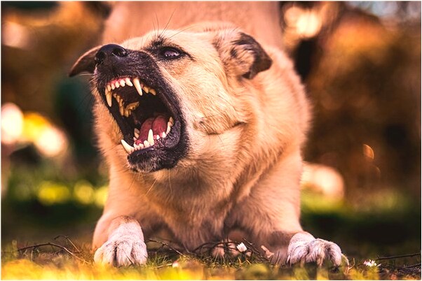 夢到了河裡很多螞蝗是凶兆還是吉兆_周公解夢官網