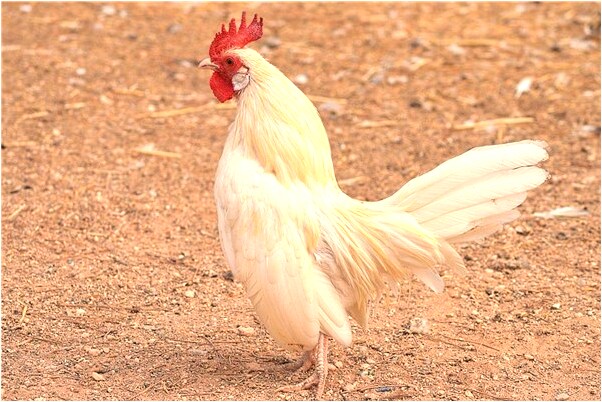 夢到了自己和帥哥接吻有什麼預示嗎_周公解夢官網