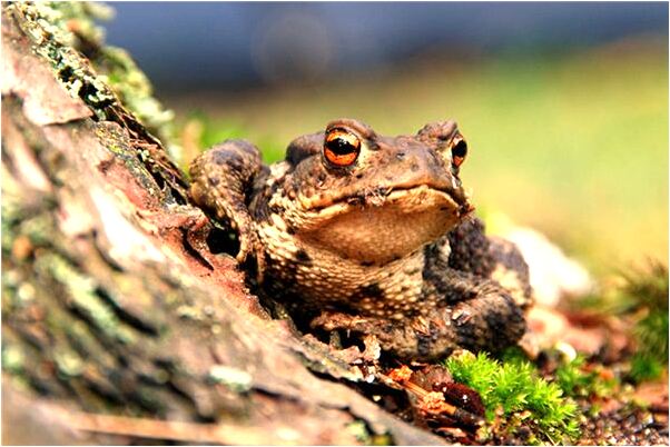 夢到了老公的情人什麼寓意_周公解夢官網