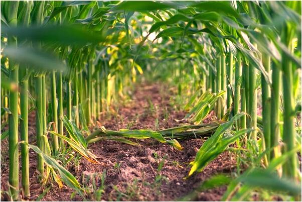 夢到在田裡撿花生吃有什麼預示嗎_周公解夢官網