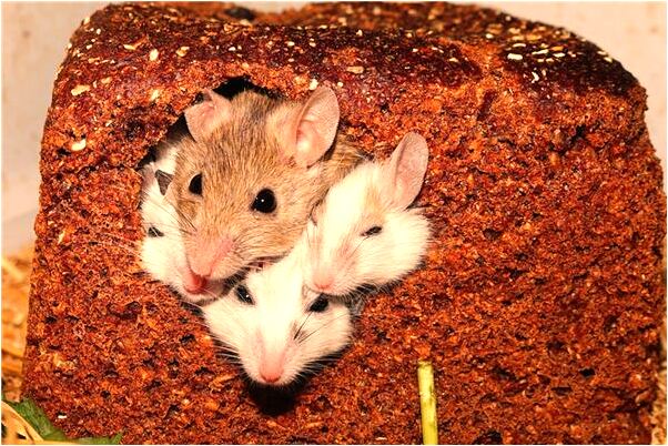 夢見自己給家裡人要錢什麼寓意_周公解夢官網