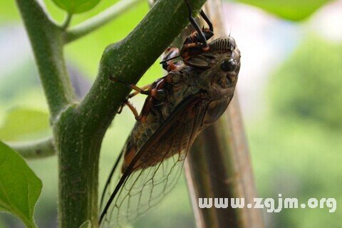 Dream of the cicada cicada